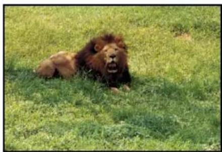 A lion lying on a grassy field, no visible text or symbols.