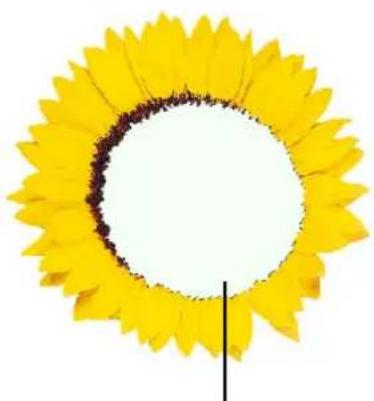 Close-up of a sunflower with yellow petals and brown seed pod, viewed from above against white background (no text or symbols)