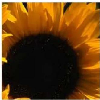 Close-up of a sunflower with yellow petals and dark center (no text or symbols)