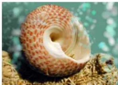 Close-up of a spiral shell with red and white spots, resting on sandy seabed (no text or symbols visible)