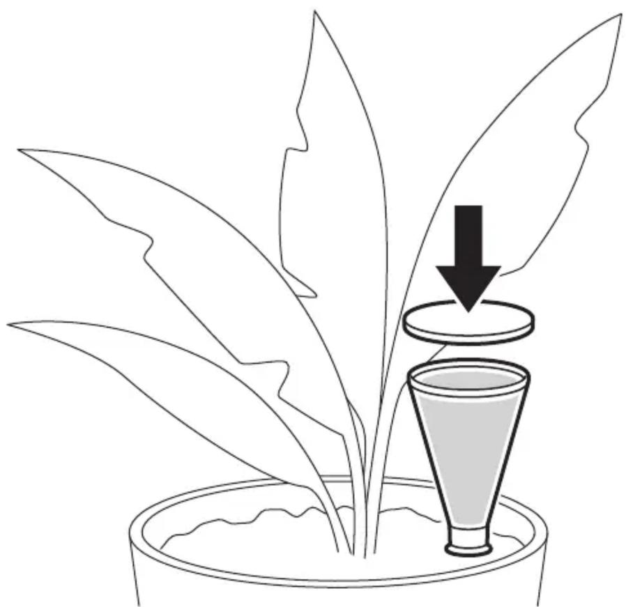Dessin au trait d'une plante avec des feuilles et un récipient conique, montrant une flèche vers le bas indiquant un processus ou un retrait (sans texte ni symboles)