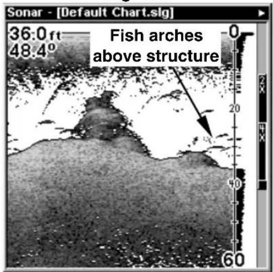 Sonar - [Default Chart.sg] 36.0ft 48.4° Fish arches above structure 0 20 40 60