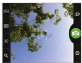 Photo of a tree with green leaves against a blue sky, no visible text or symbols