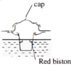 cap Red biston