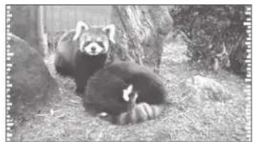 Black-and-white photo of a red panda resting on grassy ground with rocks and trees (no text or symbols visible)