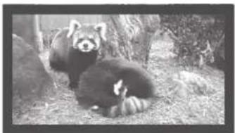 Black-and-white photo of a panda resting on grassy ground, no visible text or symbols