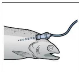 Illustration of a fish being fed with a tube, no text or symbols present
