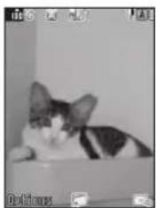 Black and white cat sitting on a box, no visible text or symbols