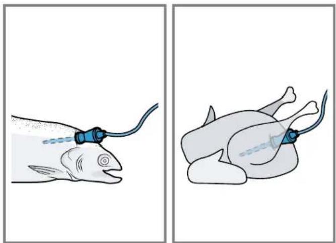 Medical illustration showing a fish being inserted into a patient's abdomen with tubing (no text or labels)