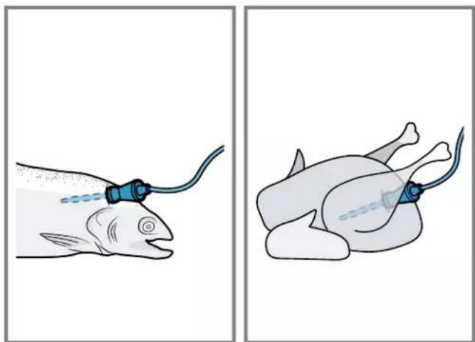 Illustration of a fish being injected with a medical device, showing the same anatomical view (no text or symbols present)