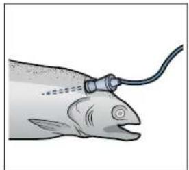 BOSCH HDS8645U - Introduisez la sonde de température à cœur dans l'aliment à cuire - 1