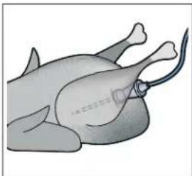 Illustration of a duck with a medical device attached, no text or symbols present