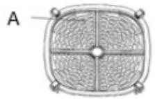 CECOTEC Cecofry Antique 5000 Window - COPYRIGHT - 1