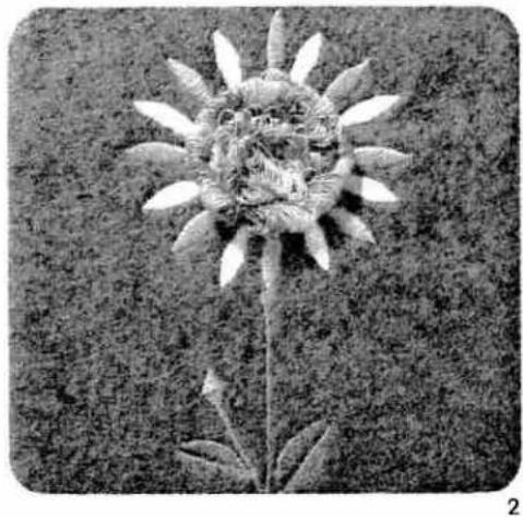Black-and-white close-up of a flower with visible petals and stamens, set against a textured background (no text or symbols)