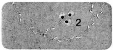 Microscopic view of a cellular or tissue structure with two dark circular features labeled '2' (no text or symbols beyond the number)
