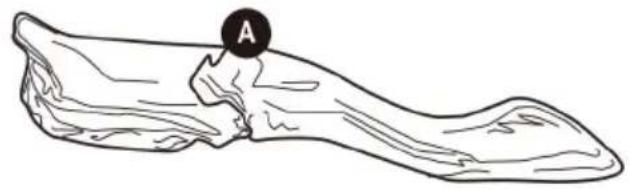 Line drawing of a twisted rope or cable with a labeled point A (no text or symbols beyond the label)