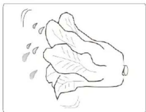 Dessin au trait simple d'un légume à feuilles avec des feuilles qui débordent (sans texte ni symboles).